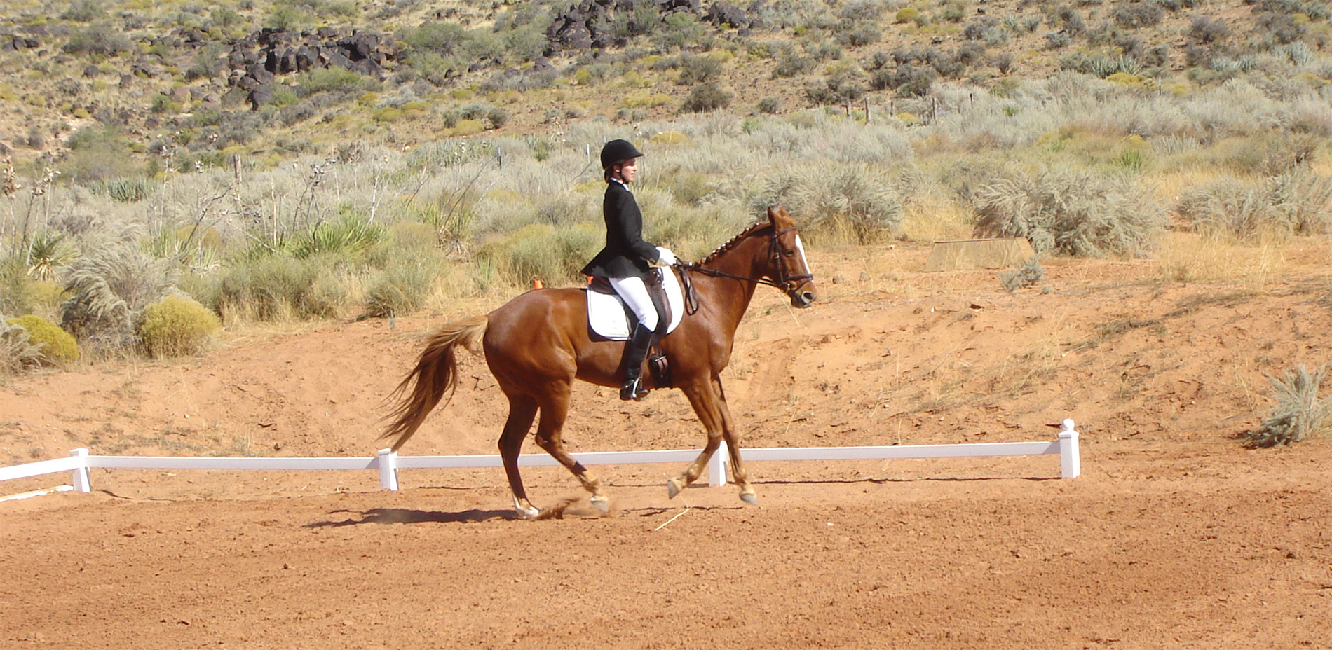 palomino horse+ rider in action